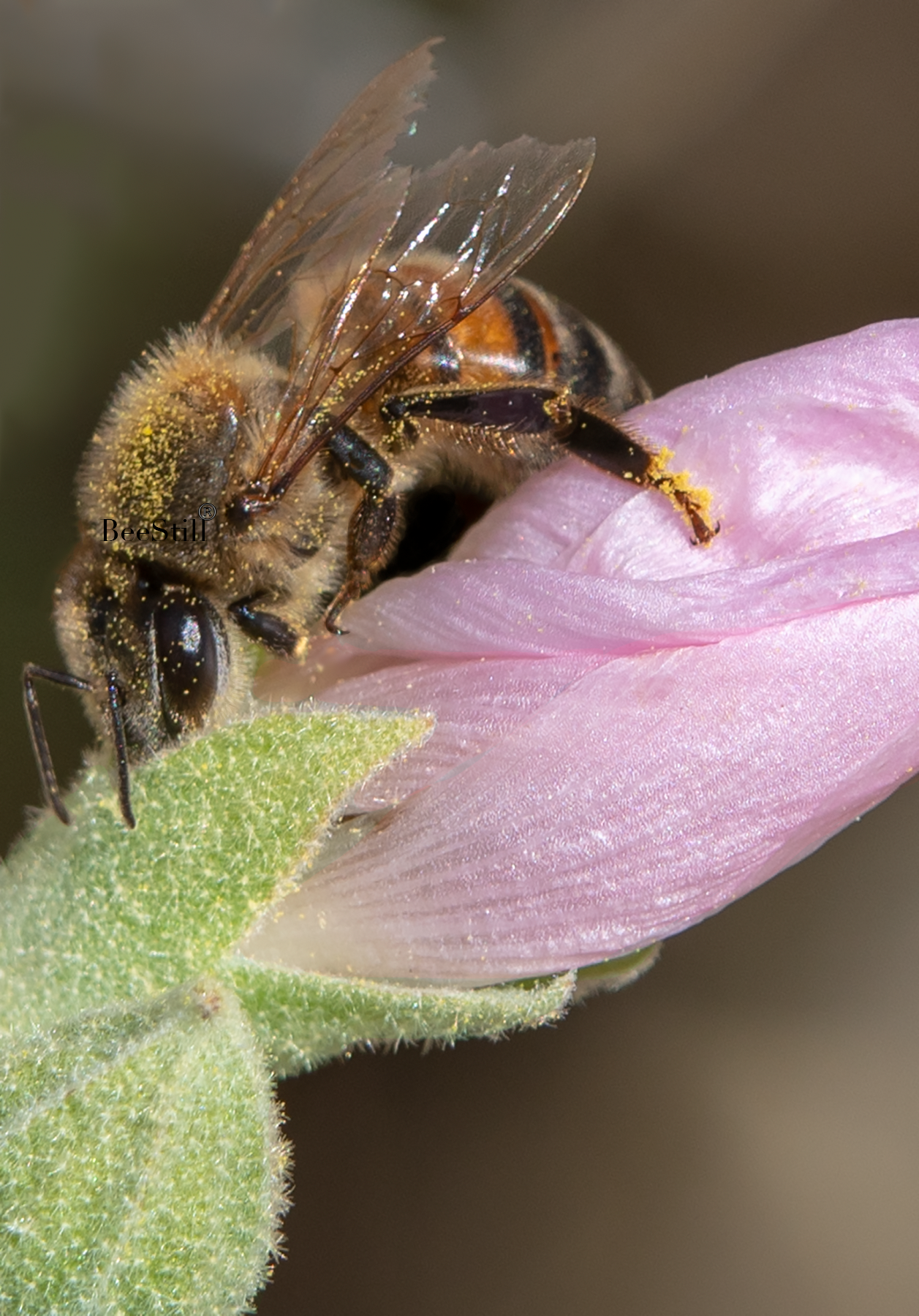 Honey Bee, Globe Mallow v-61