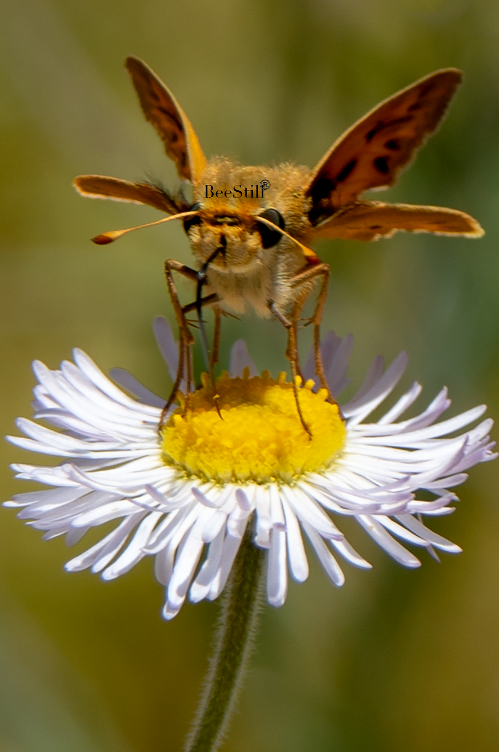 Skipper Butterfly, Alkali Marsh Aster SP-B-02