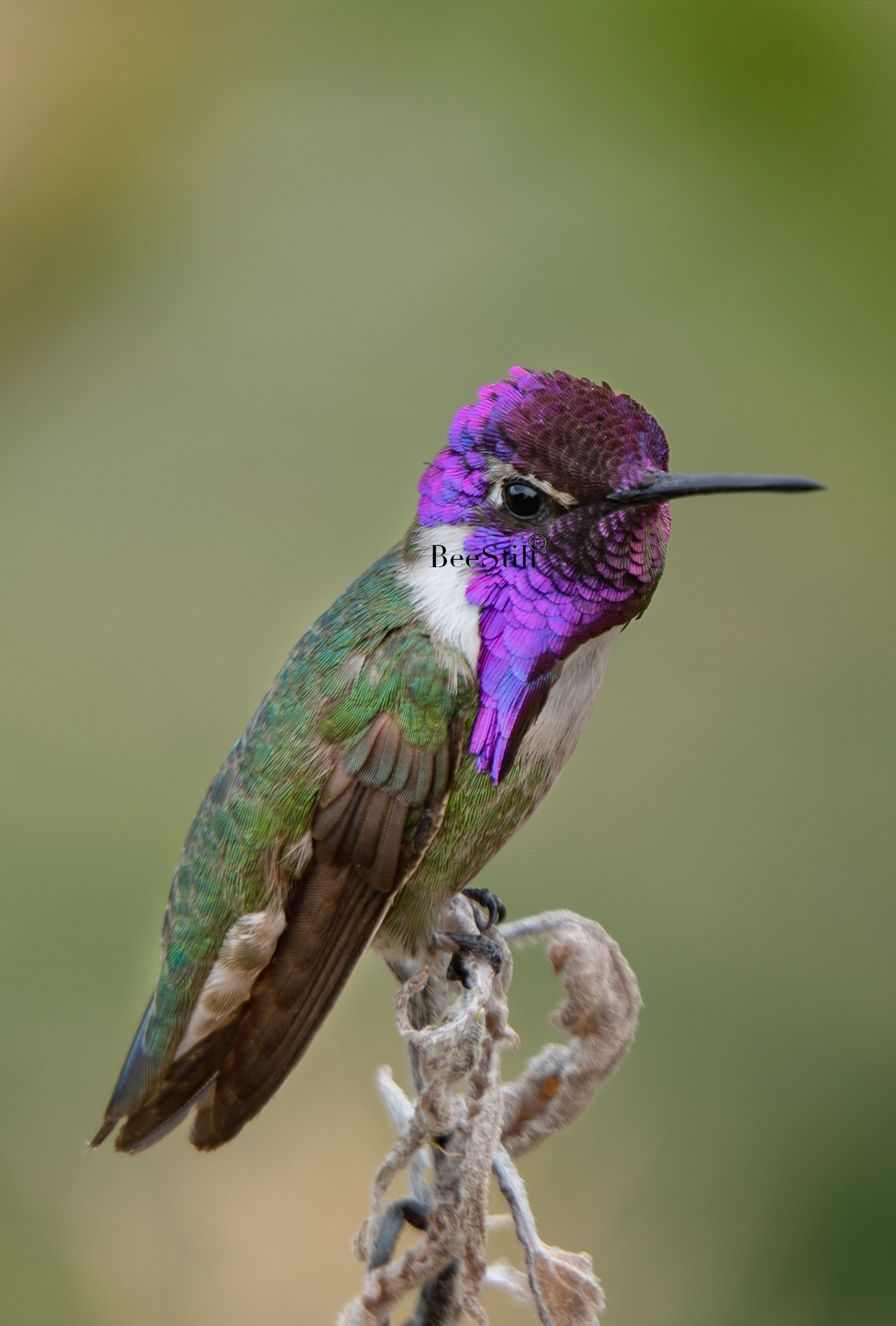 male Costas Hummingbird, Desert Marigold SP-HB