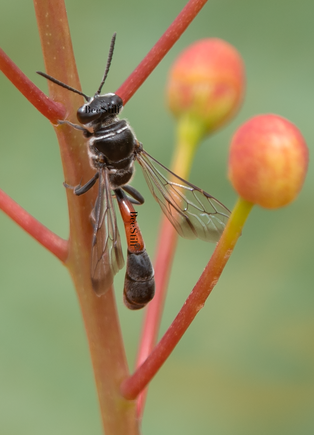 Trypoxylon californicum wasp, Red Bird of Paradise SP-W