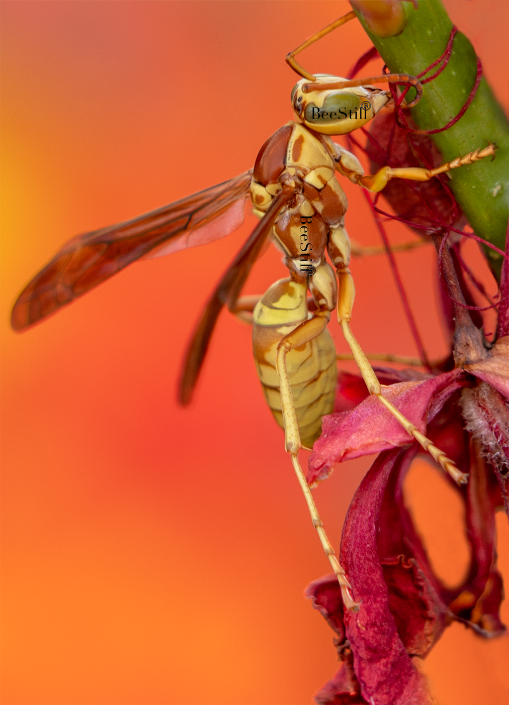 Golden Paper Wasp male Polistes aurifer Red Bird of Paradise Arizona 