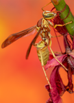 Golden Paper Wasp, male Polistes aurifer, Red Bird of Paradise SP-W