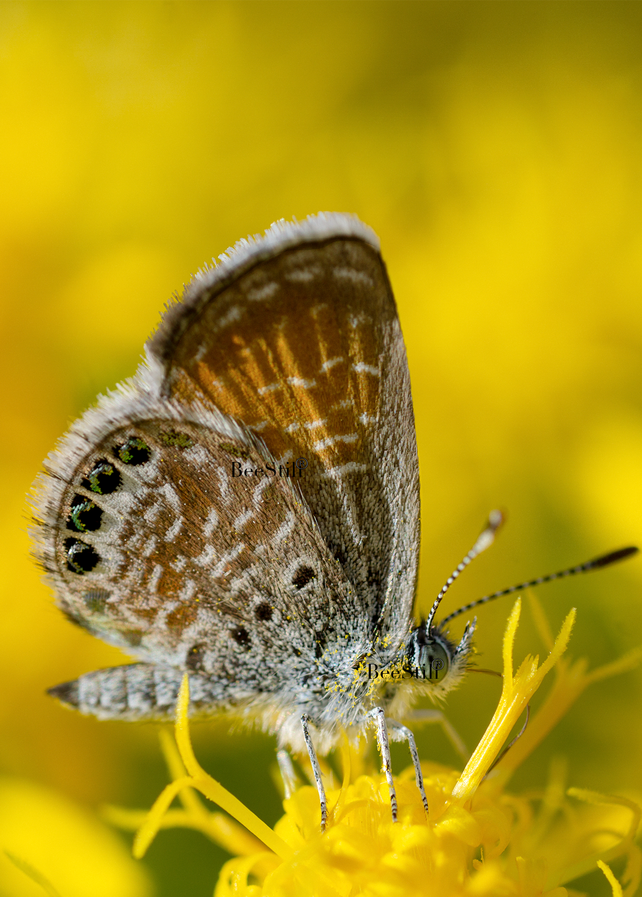 Western Pygmy Blue butterfly North America’s smallest butterfly Turpentine flowers Arizona 