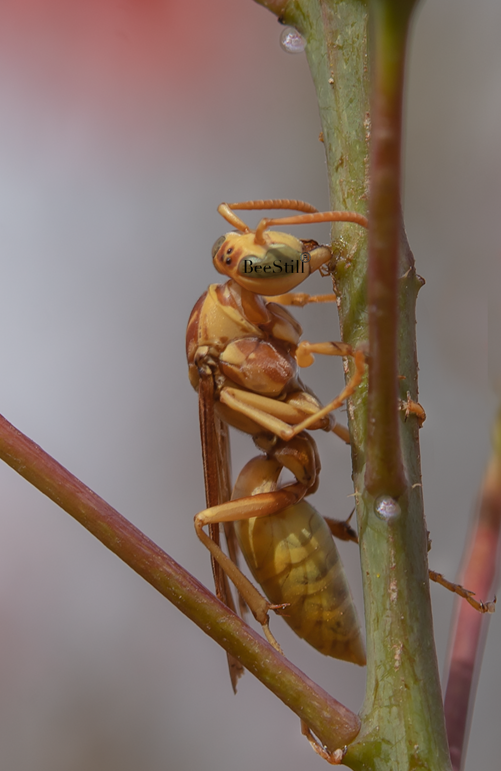 Golden Paper Wasp Polistes aurifer Red Bird of Paradise Arizona 