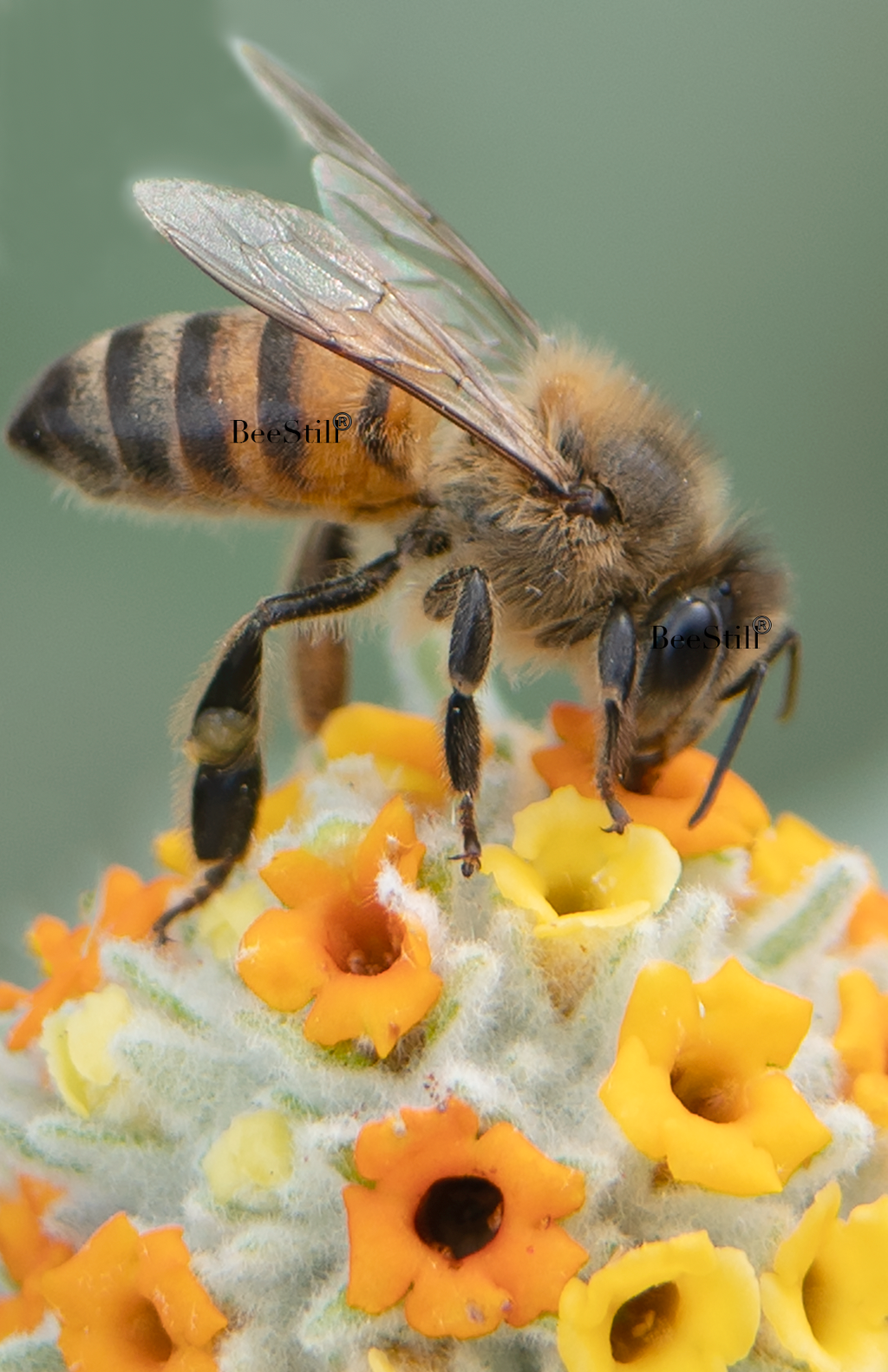 Honey Bee, Woolly Butterfly Bee Bush v-72