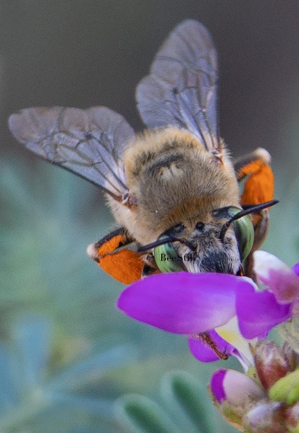 Digger Bee, (anthophora) Black Dalea SP-NB