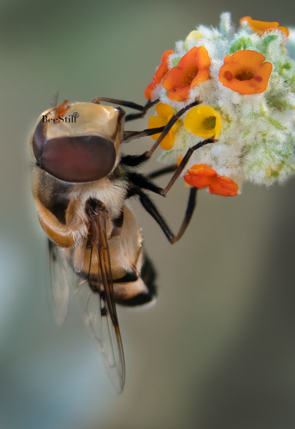 Flower Fly, Woolly Butterfly Bee Bush v-74