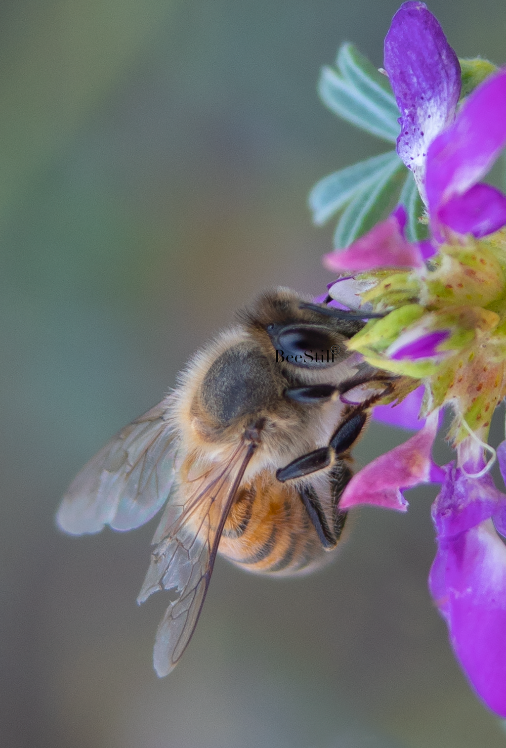 Honey Bee, Black Dalea v-76