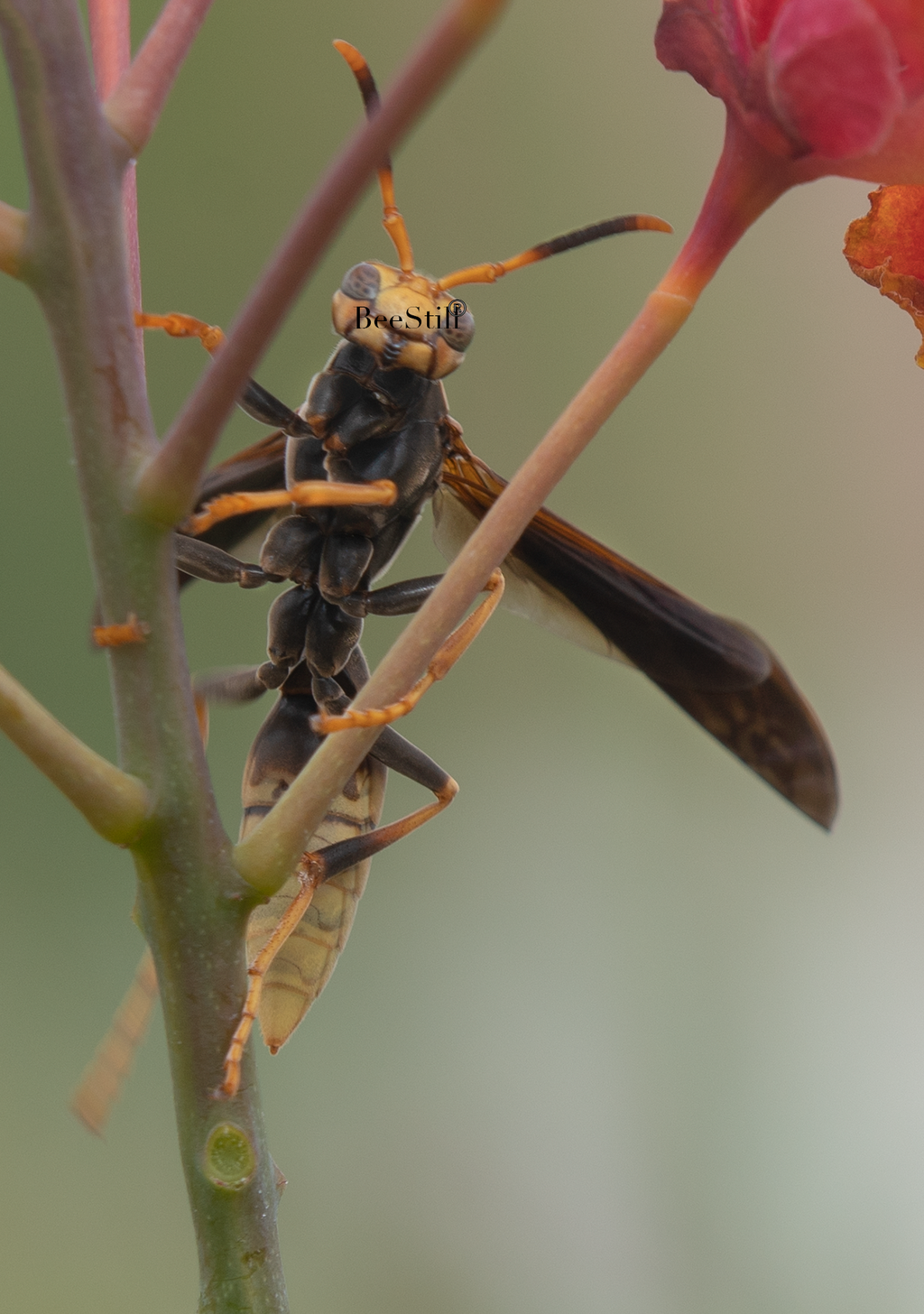 Golden Paper Wasp, female Polistes comanchus navajoe, Red Bird of Paradise SP-W