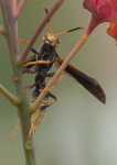Golden Paper Wasp, female Polistes comanchus navajoe, Red Bird of Paradise SP-W