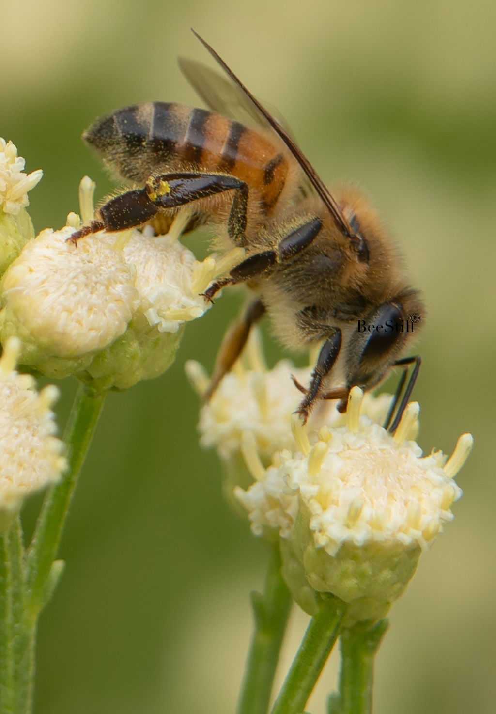 Honey Bee, Desert Broom v-78