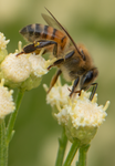 Honey Bee, Desert Broom SP-HB