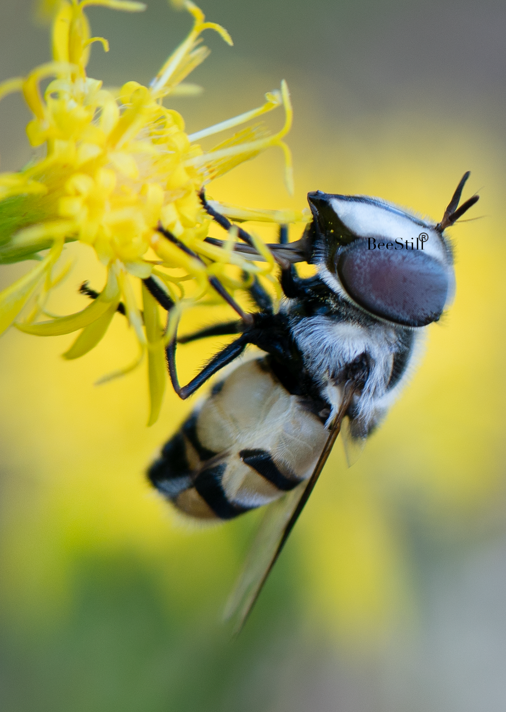 Flower Fly, Turpentine v-79