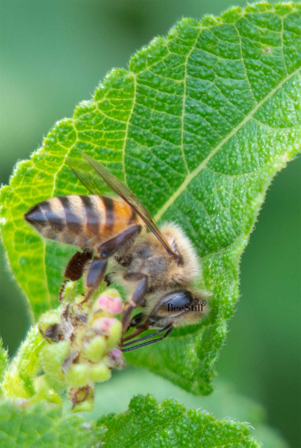 Honey Bee, Lantana v-80