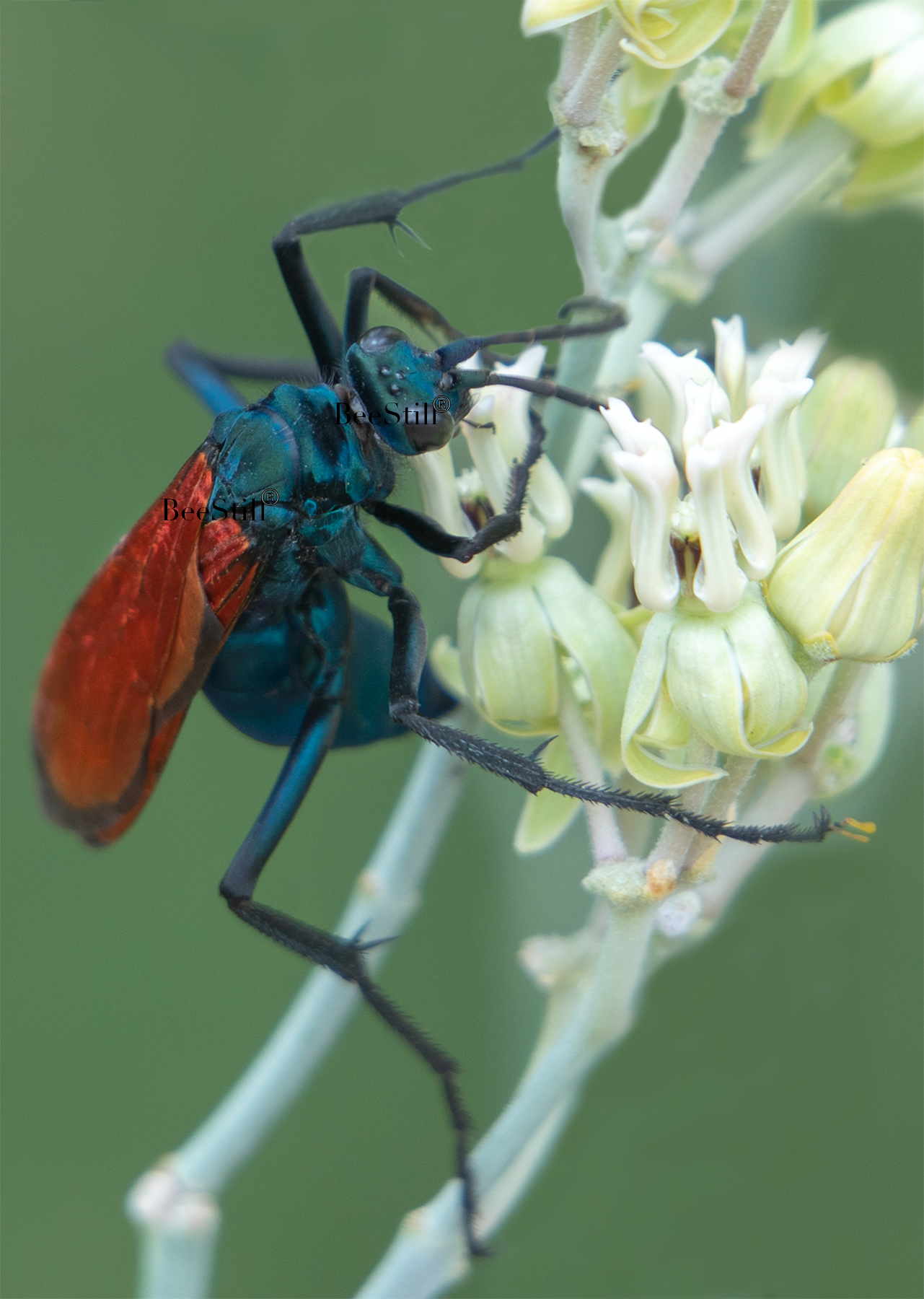 2 Million Blossoms May 2021 blog, featured photo,Tarantula Hawk, Desert Milkweed TH-02