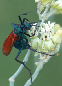 2 Million Blossoms May 2021 blog, featured photo,Tarantula Hawk, Desert Milkweed TH-02