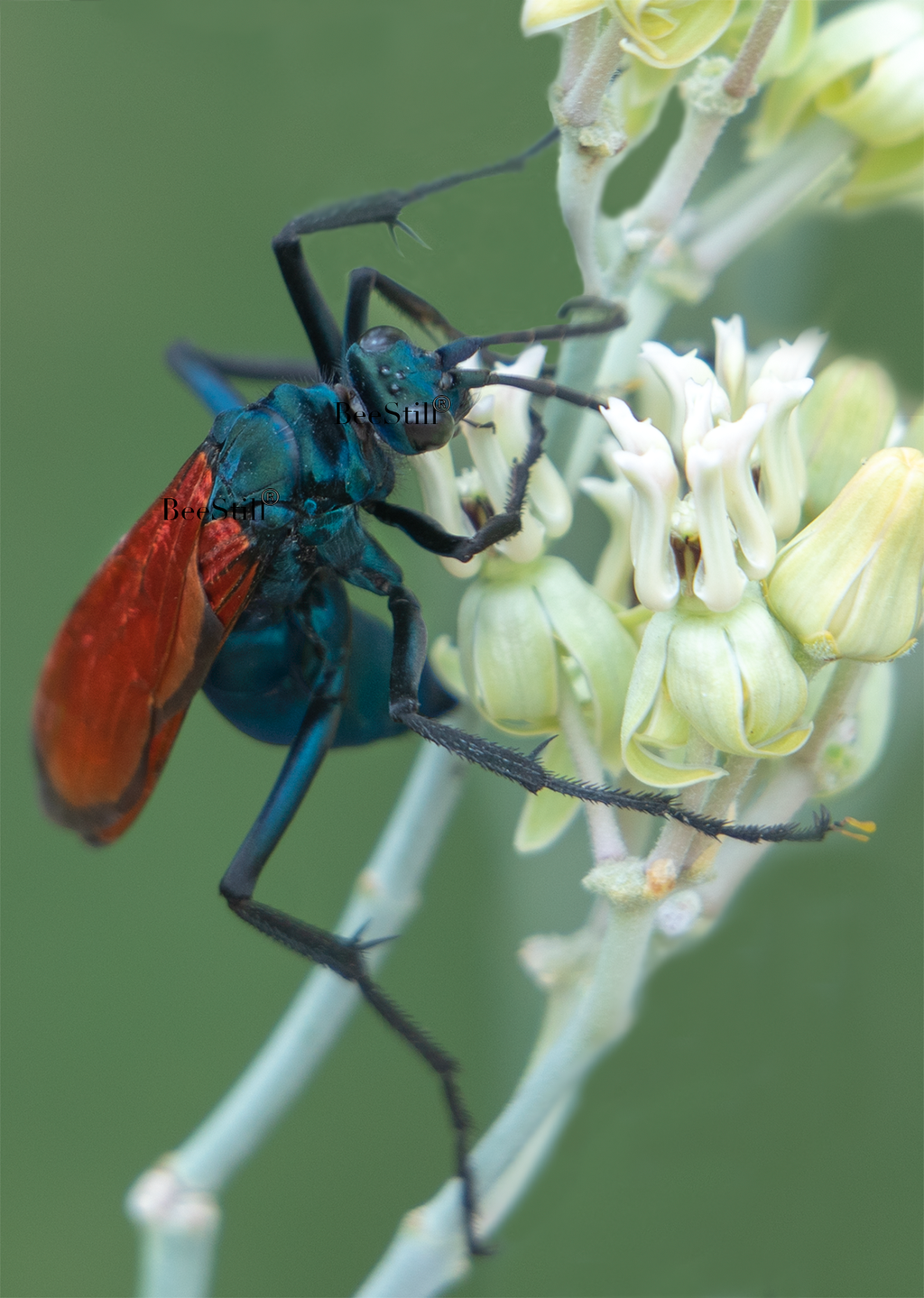 Tarantula Hawk Wasp, Pepsis, Desert Milkweed SP-W-01