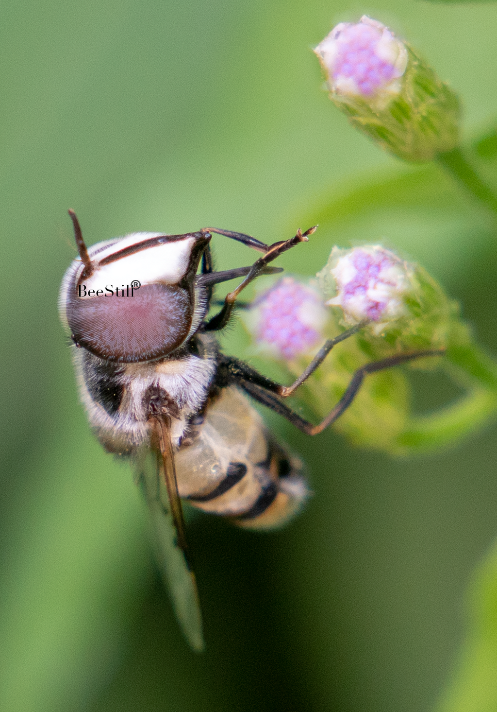 Flower Fly, Blue Mistflower SP-F