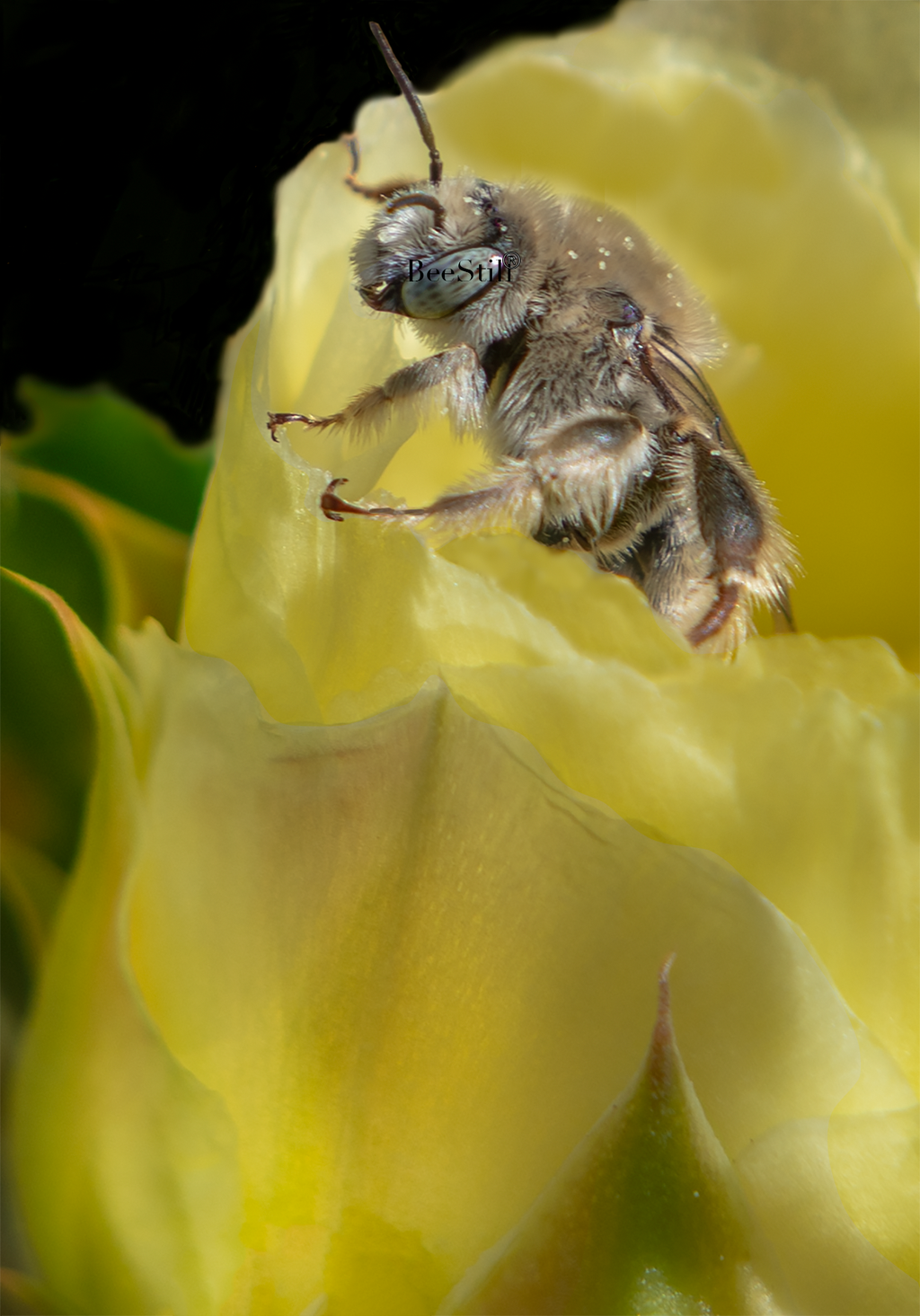 Digger Bee, Prickly Pear v-82