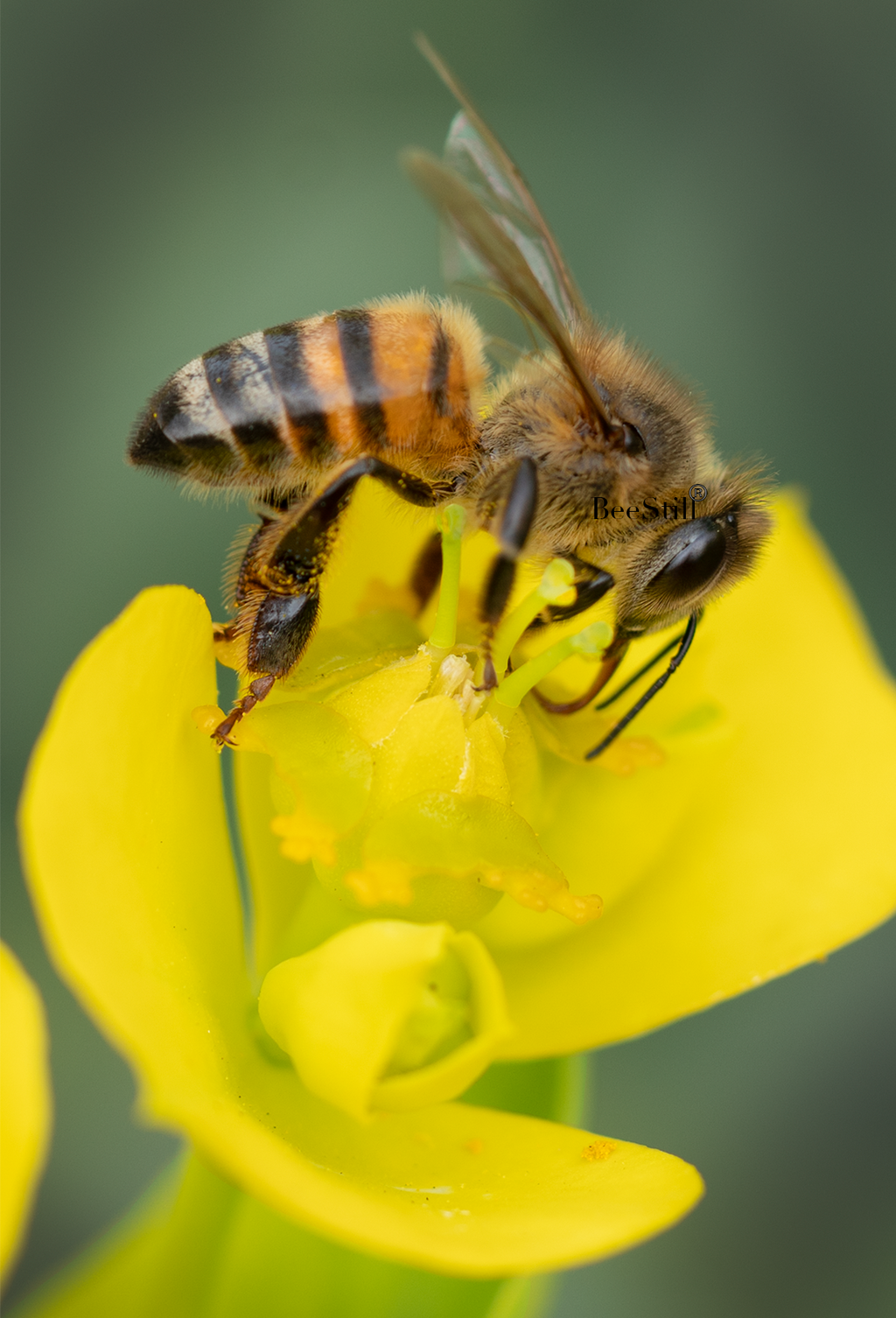 Honey Bee, Silver Spurge v-84