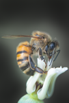 Honey Bee, Desert Milkweed SP-HB