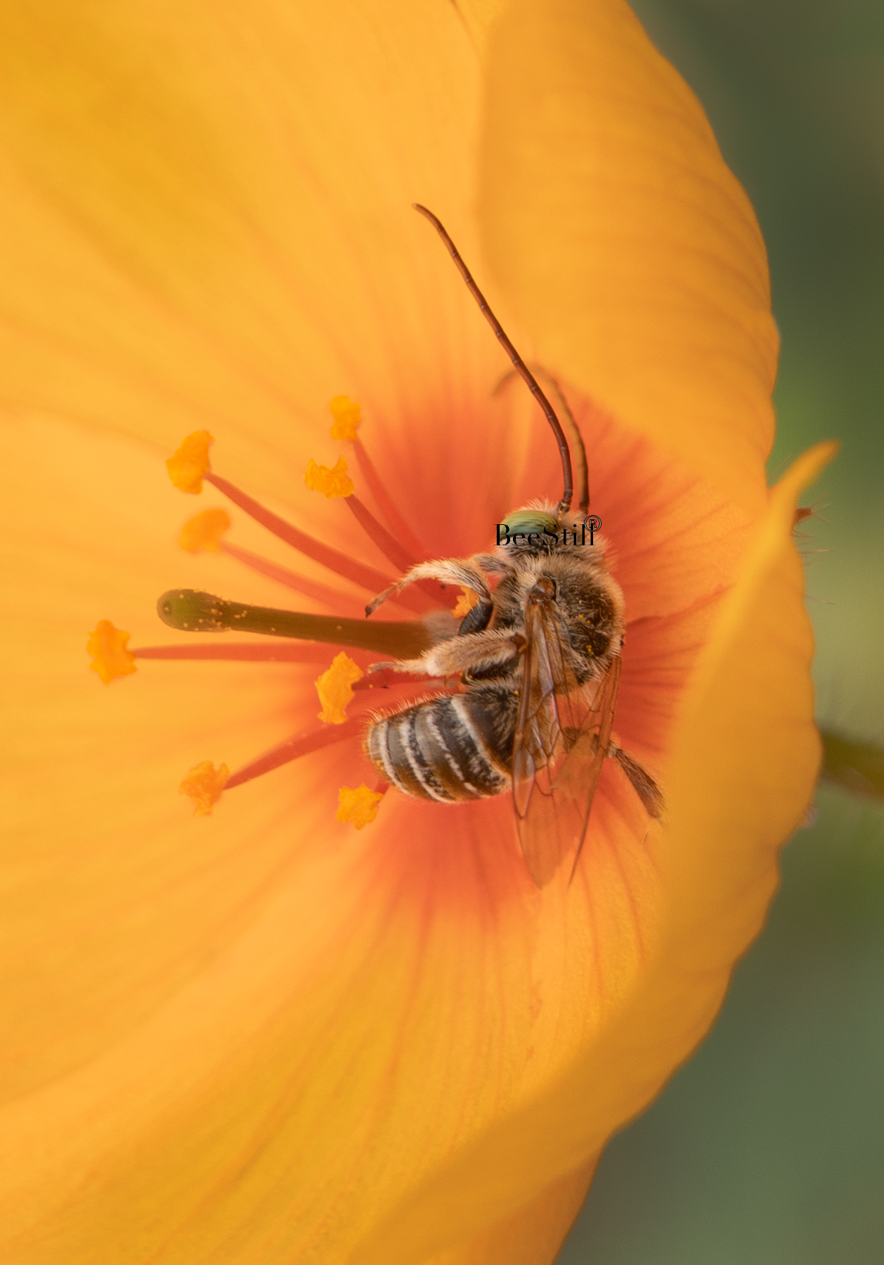 Long Horned Bee, Melissodes, Arizona Poppy SP-NB