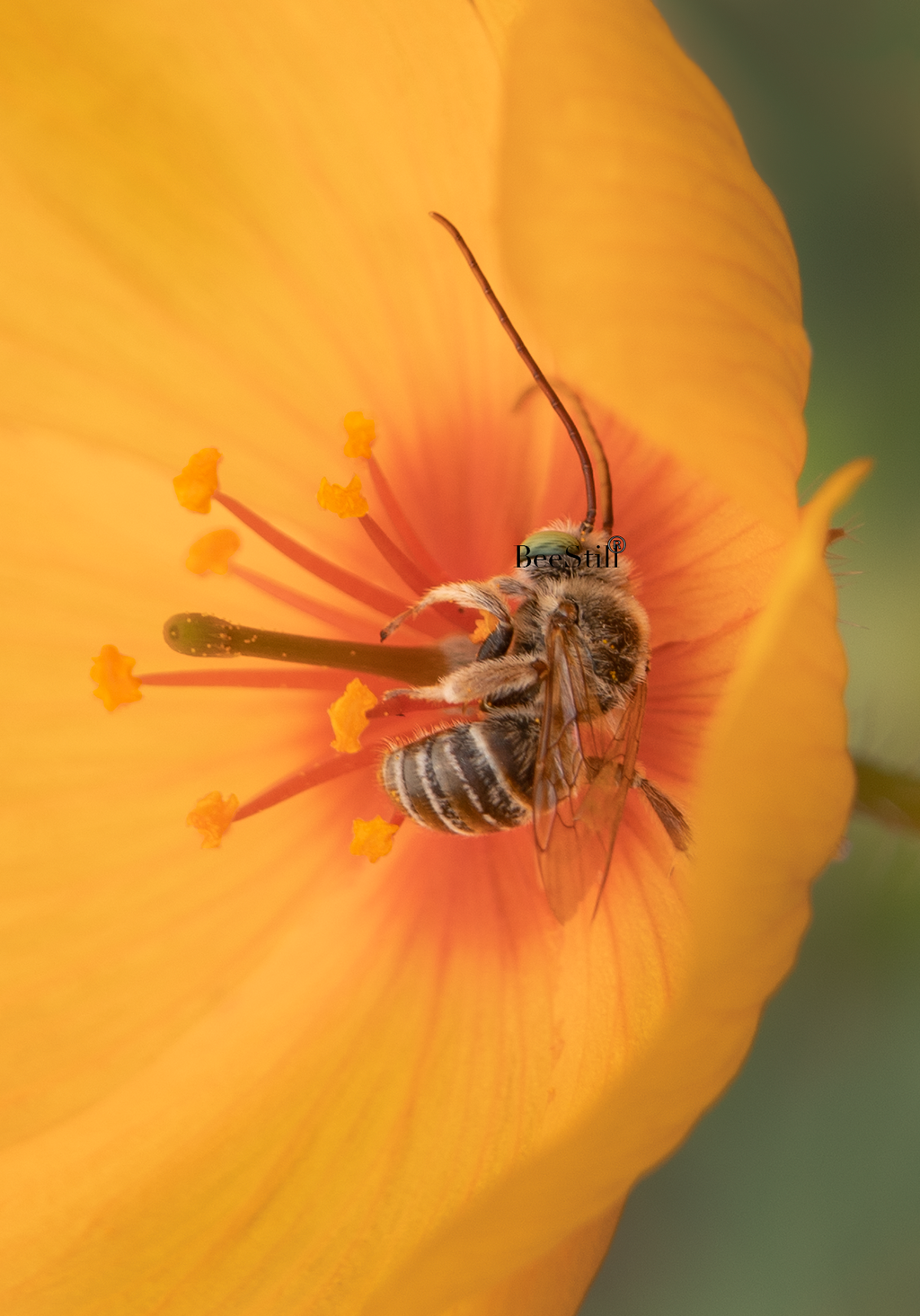 Long Horned Bee, Melissodes, Arizona Poppy SP-NB