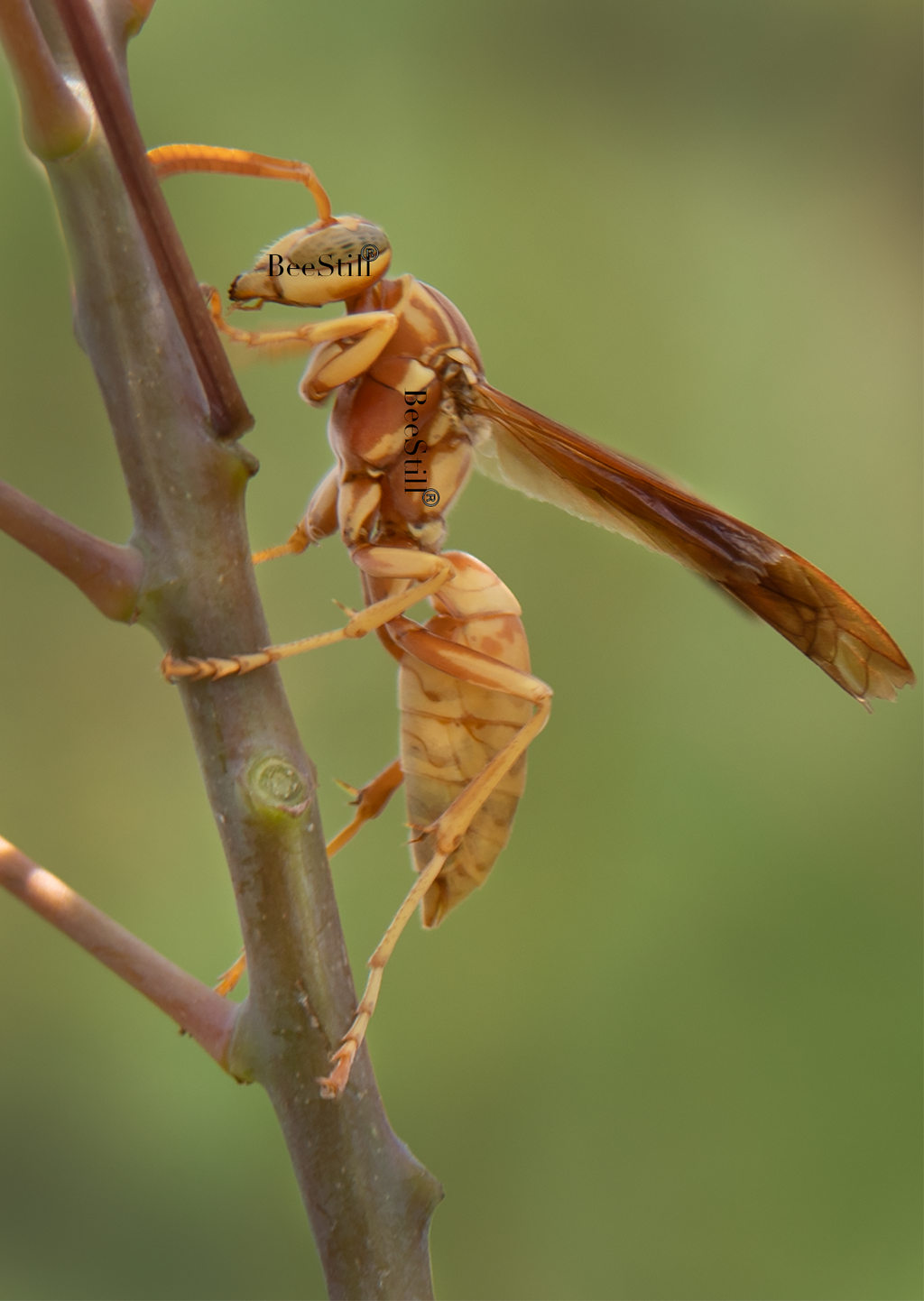 Golden Paper Wasp, female Polistes aurifer, Red Bird of Paradise SP-W