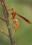 Golden Paper Wasp, female Polistes aurifer, Red Bird of Paradise SP-W