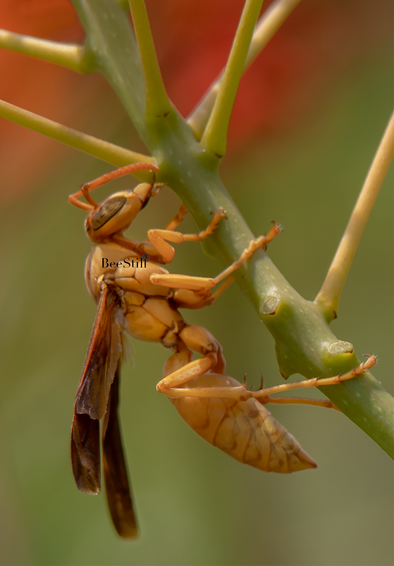 Golden Paper Wasp, female Polistes flavus, Red Bird of Paradise SP-W
