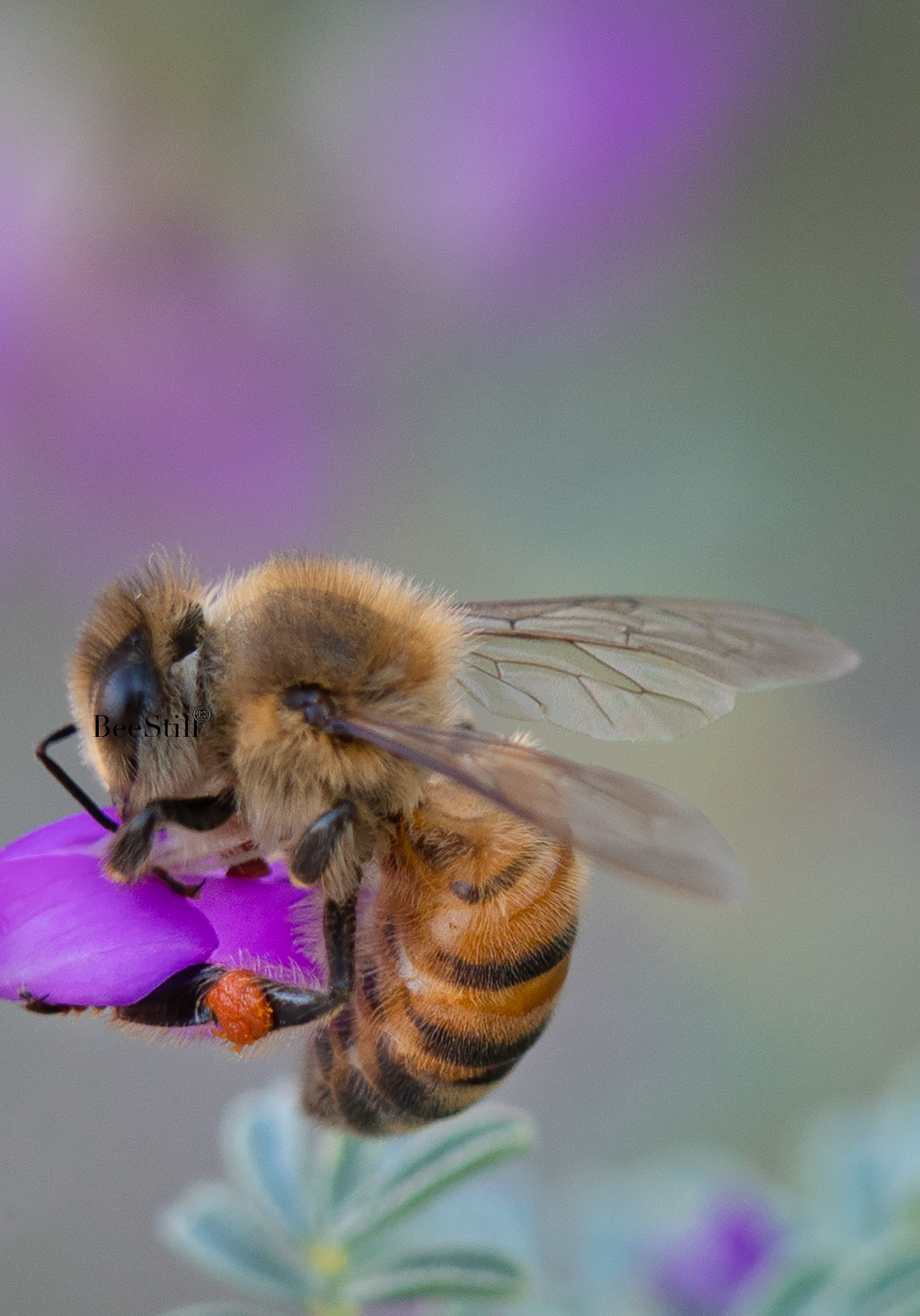 Honey Bee, Black Dalea v-89