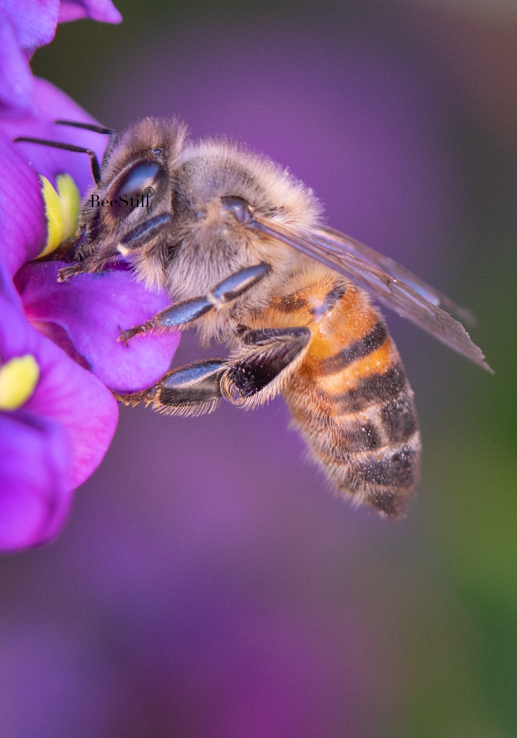 Honey Bee, Purple Lilac Vine v-91