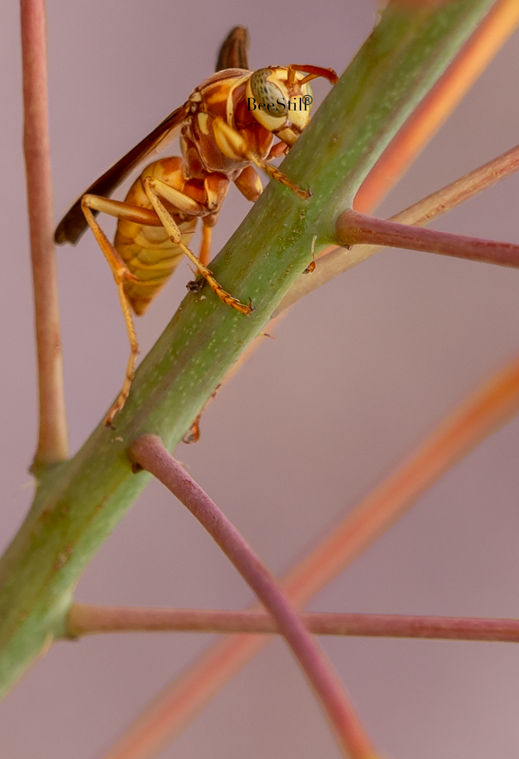 Golden Paper Wasp Polistes aurifer Red Bird of Paradise Arizona 