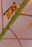 Golden Paper Wasp Polistes aurifer Red Bird of Paradise Arizona 