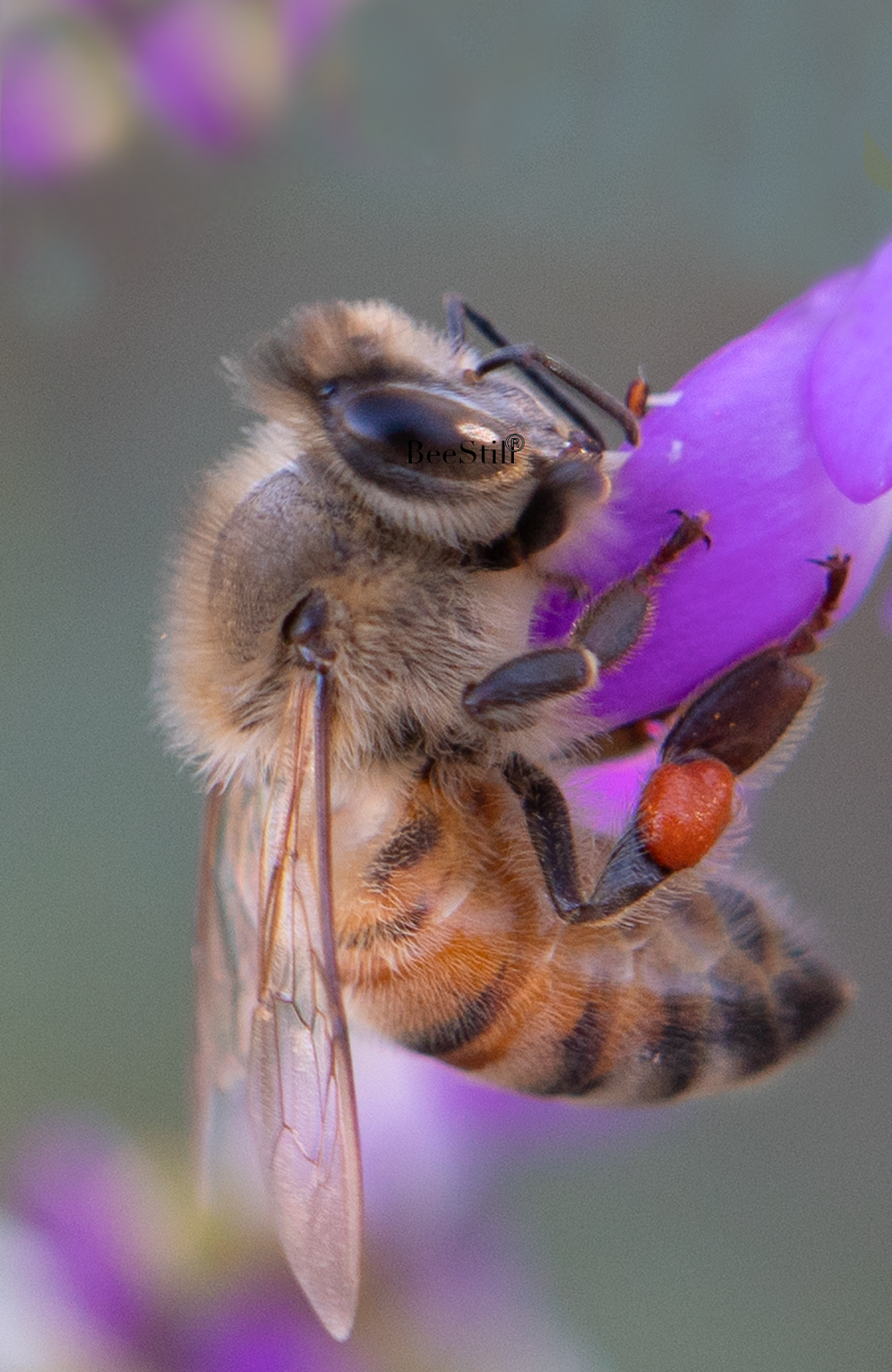 Honey Bee, Black Dalea v-93