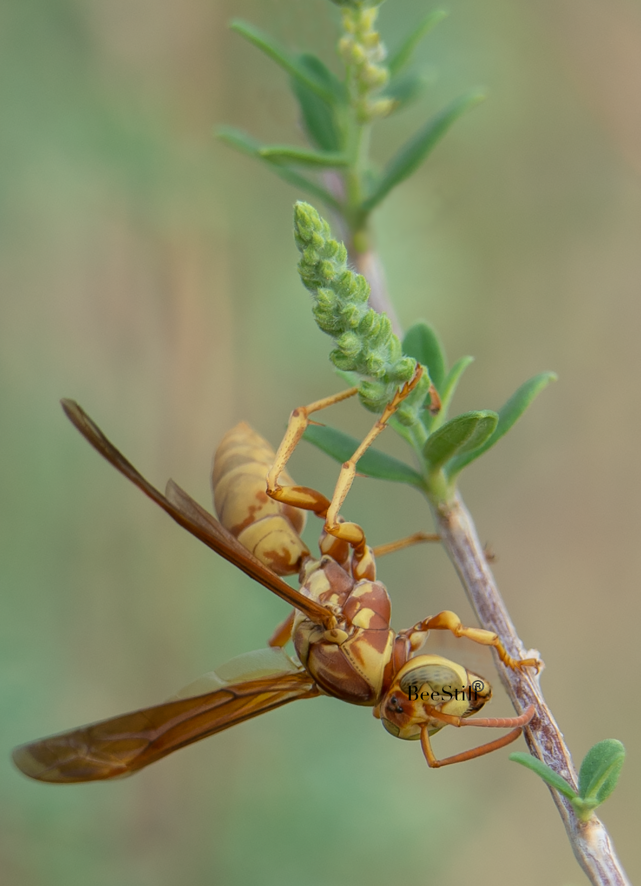 Golden Paper Wasp, female Polistes aurifer), Bee Brush SP-W