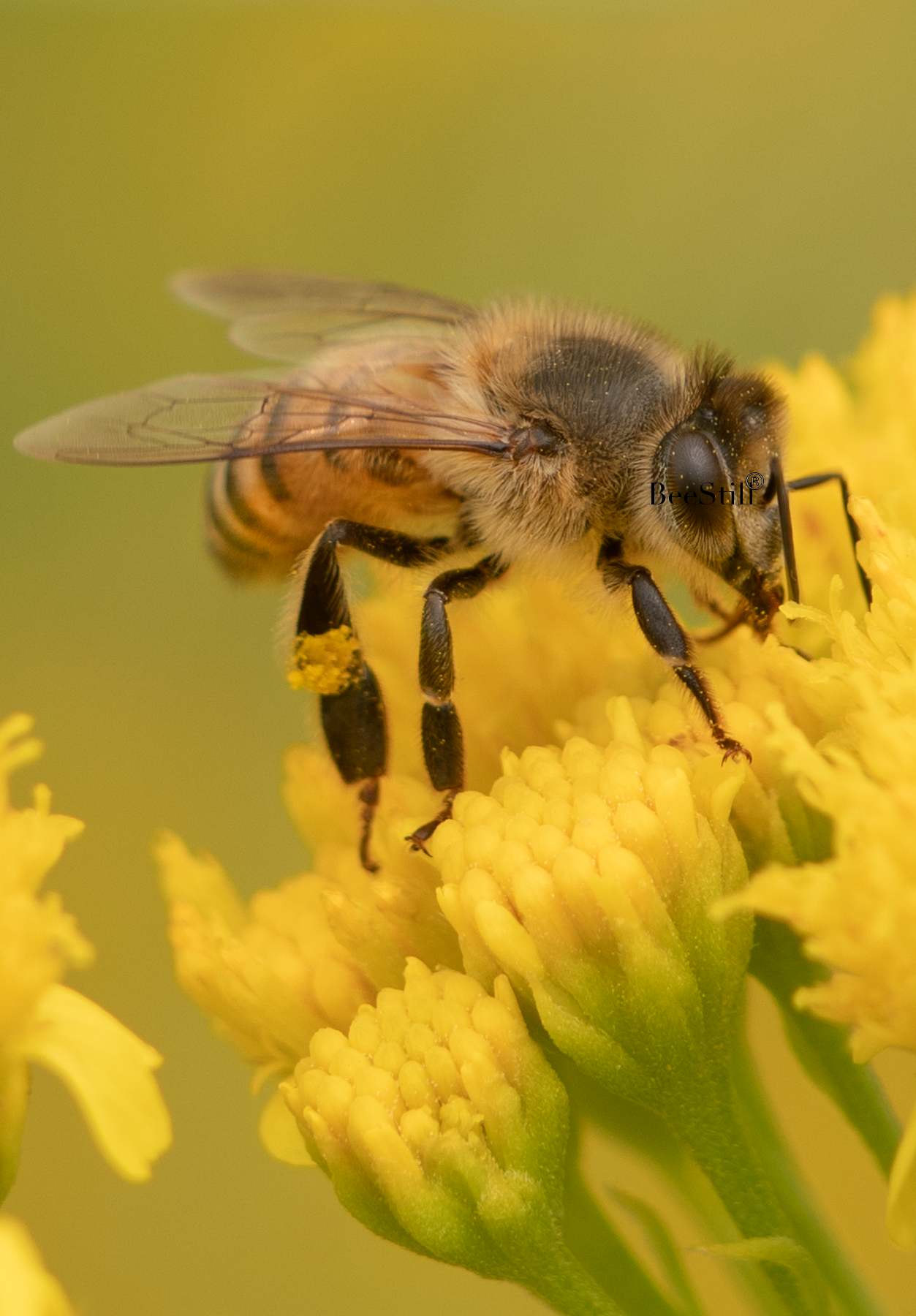 Honey Bee, Thimblehead v-95