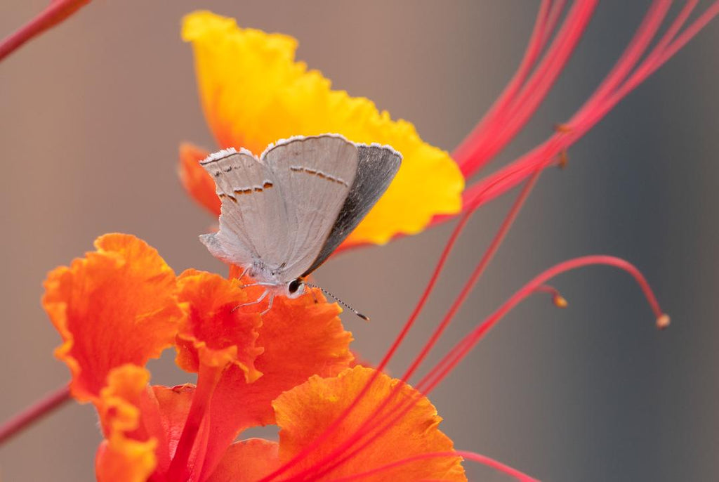 Gray Hairstreak, Red Bird of Paradise h-152