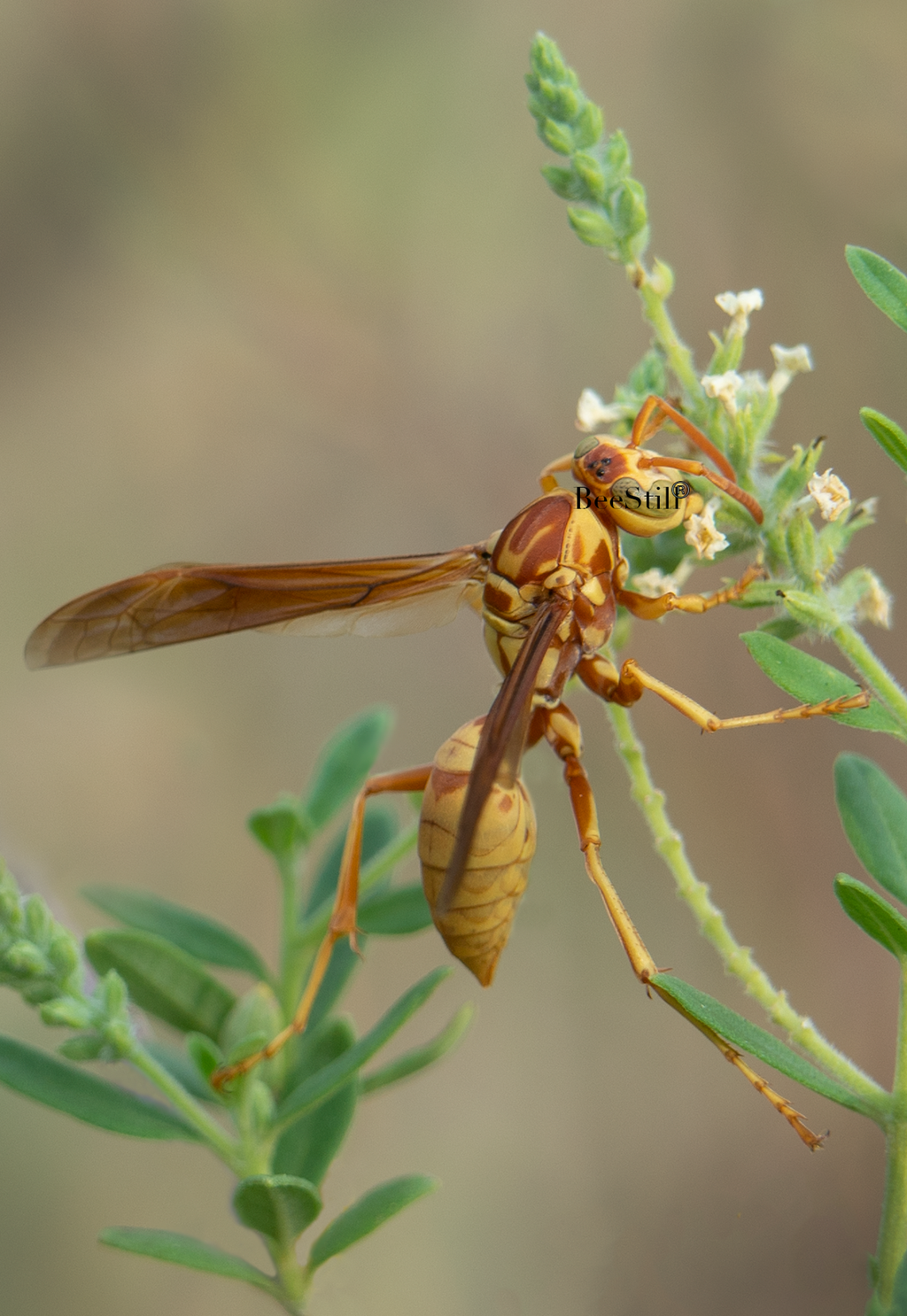 Golden Paper Wasp, female Polistes aurifer, Bee Brush flower SP-W