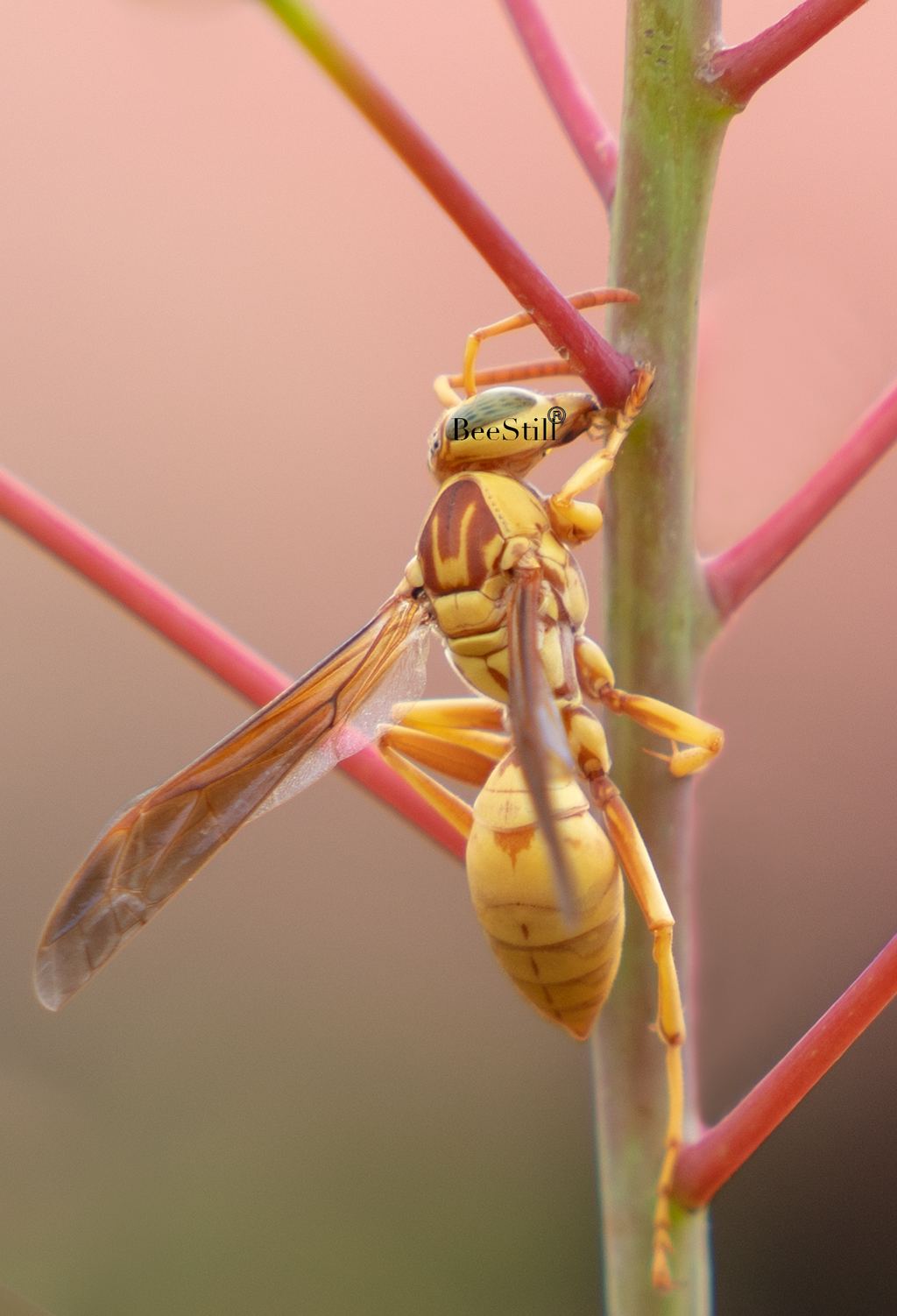 Golden Paper Wasp, female Polistes aurifer, Red Bird of Paradise SP-W
