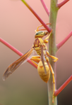 Golden Paper Wasp, female Polistes aurifer, Red Bird of Paradise SP-W