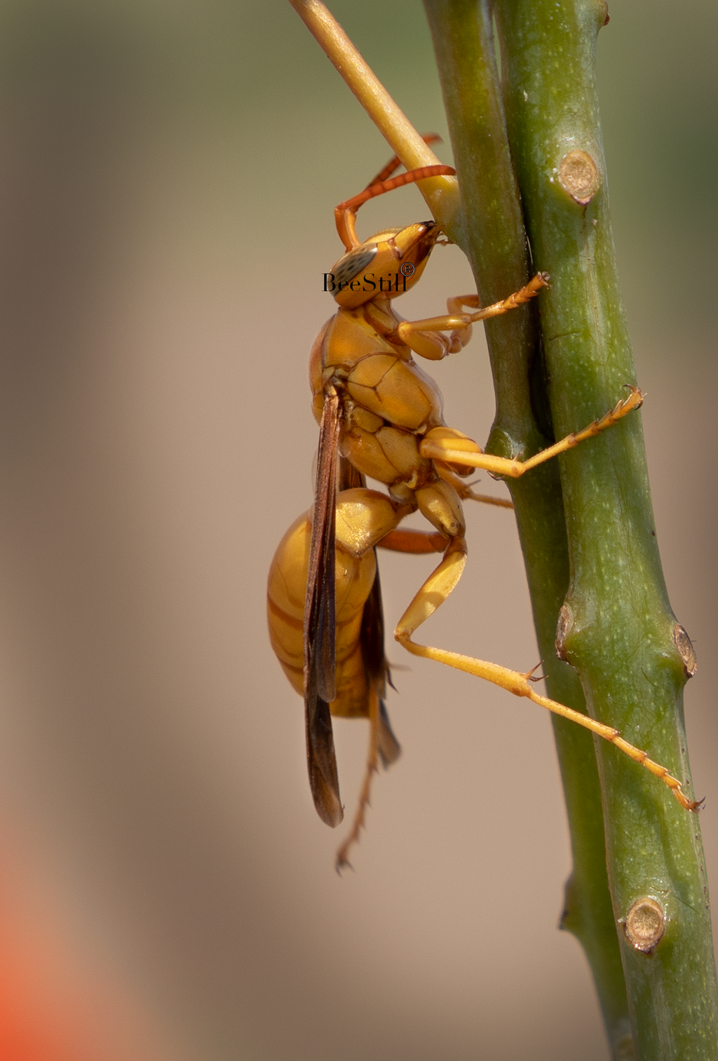 Golden Paper Wasp, female Polistes flavus, Red Bird of Paradise SP-W