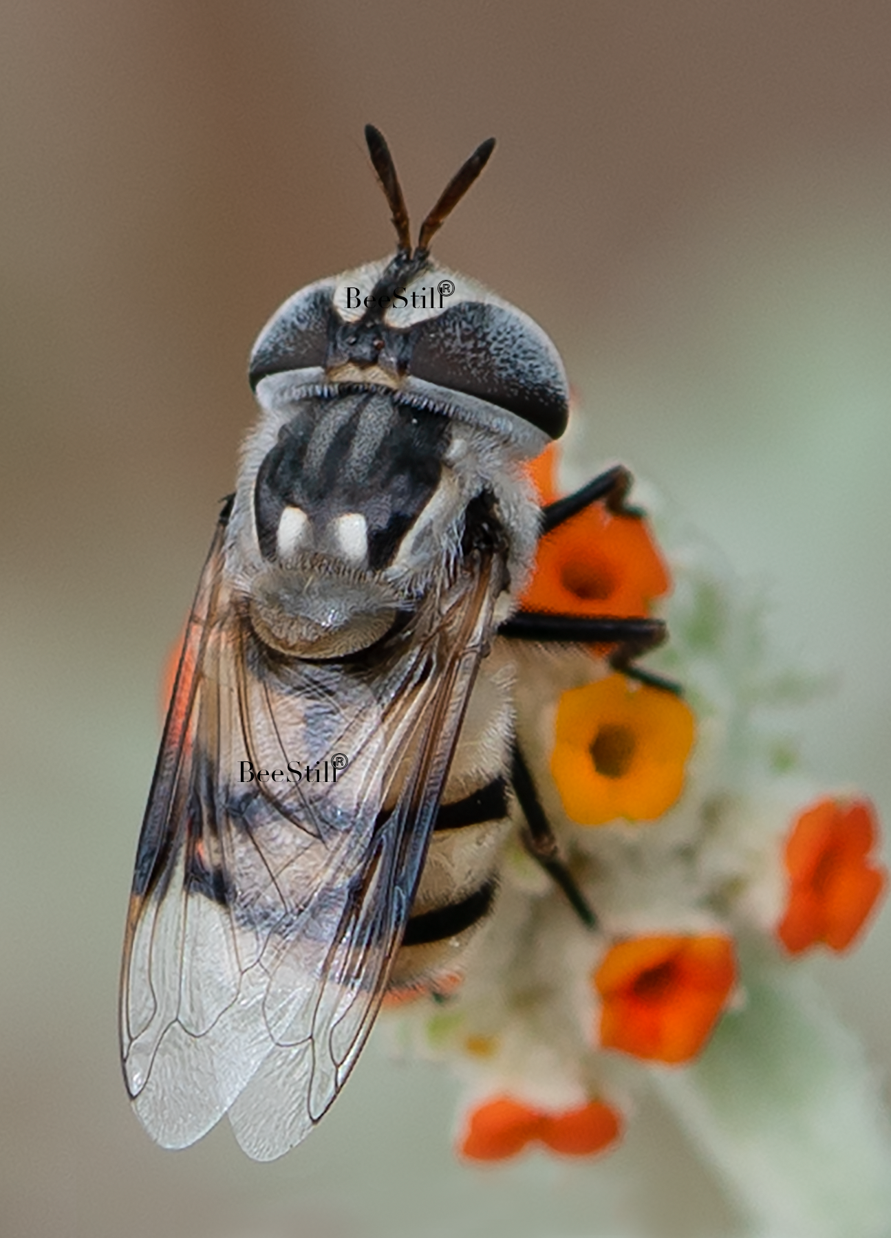 Special Merit Award: WINGS International Juried Art Exhibition: Flower Fly, Woolly Butterfly Bee Bush v-104