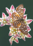 Gray Metalmark, Arizona Milkweed SP-B