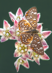 Gray Metalmark, Arizona Milkweed SP-B