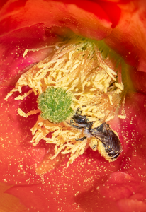 Cactus Woodborer Bee, Prickly Pear v-105