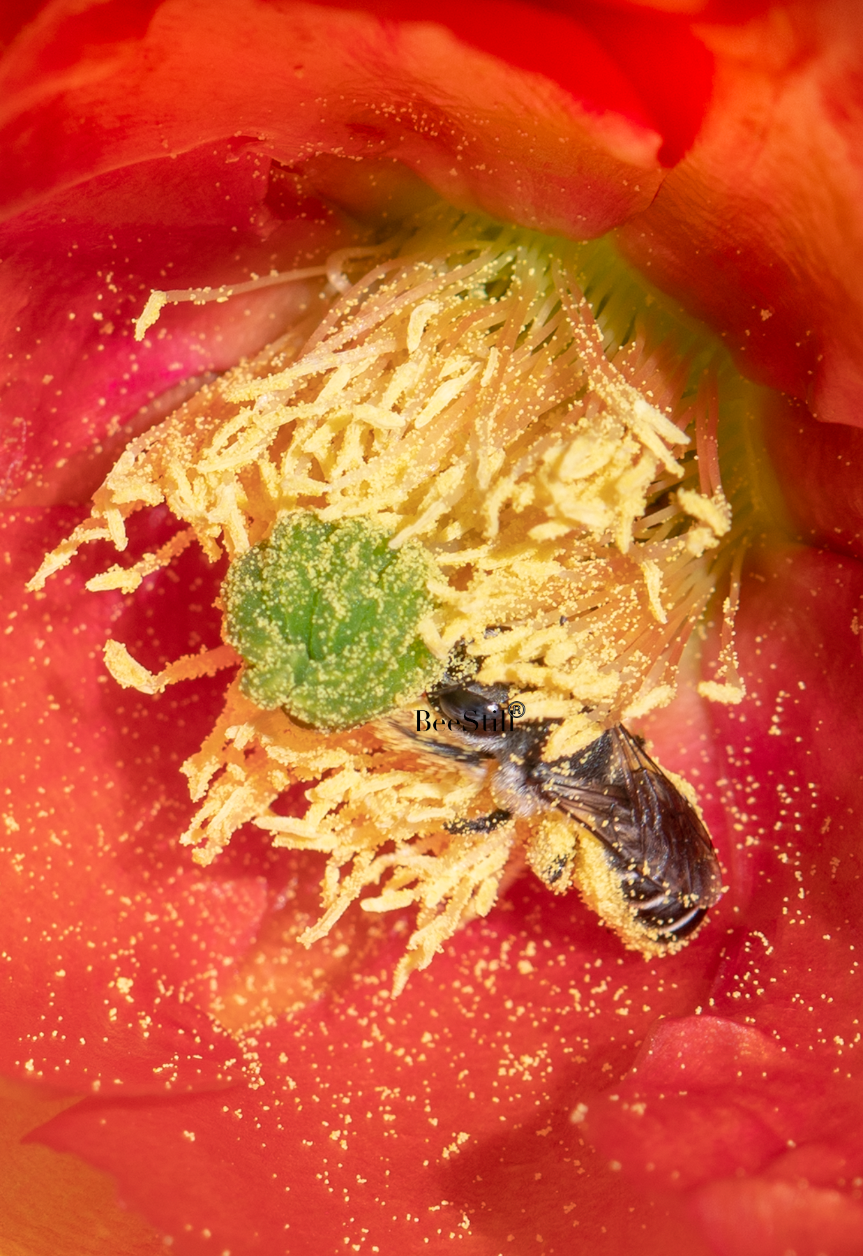 Cactus Woodborer Bee (female Lithurgopsis), Prickly Pear SP-NB