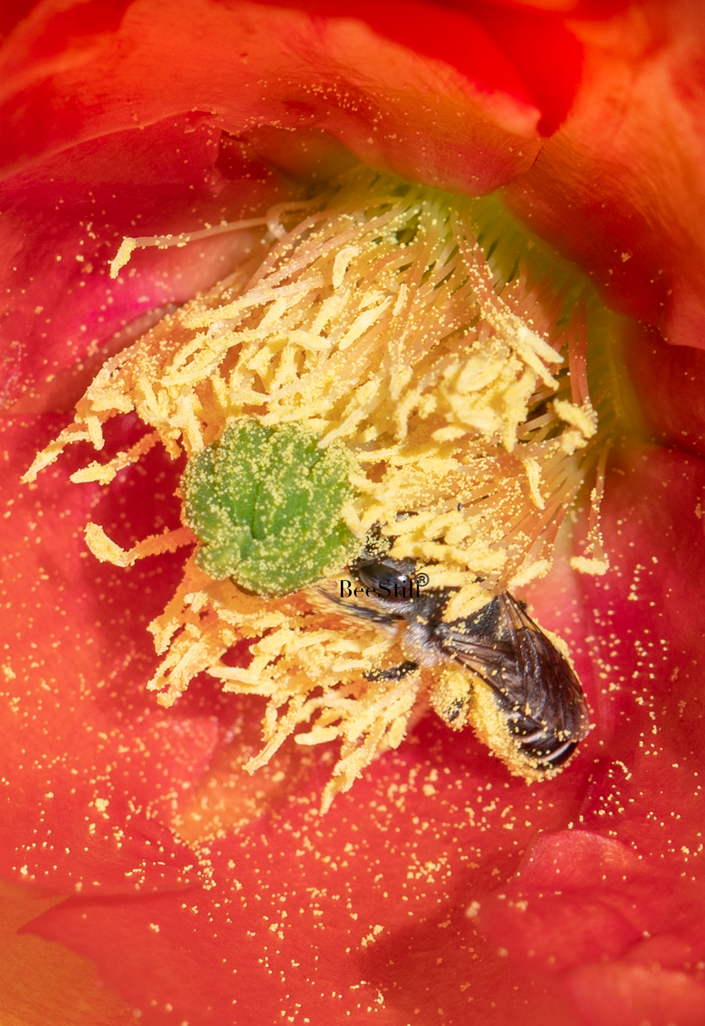 Cactus Woodborer Bee (female Lithurgopsis), Prickly Pear SP-NB