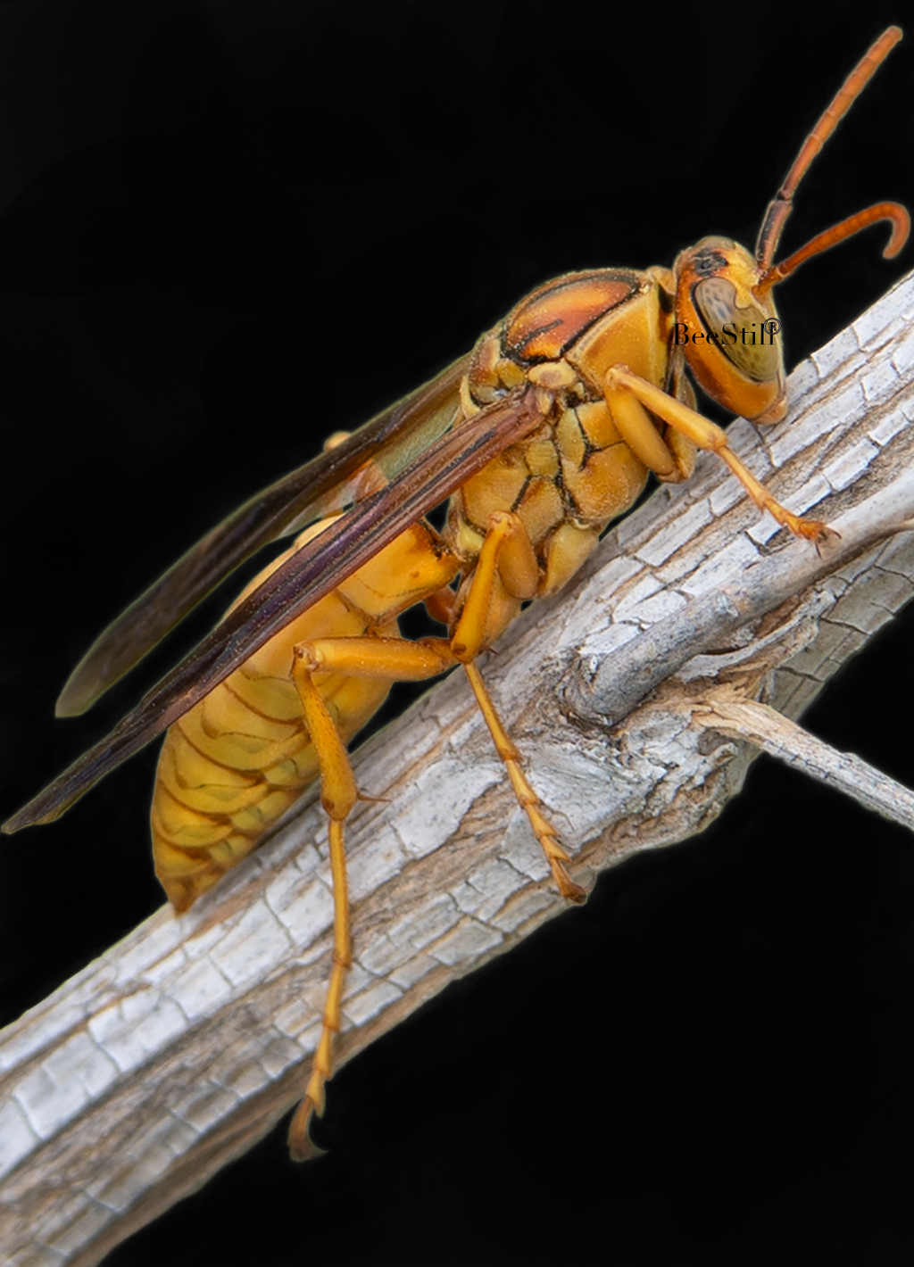 Golden Paper Wasp (male Polistes flavus), Desert Broom SP-W
