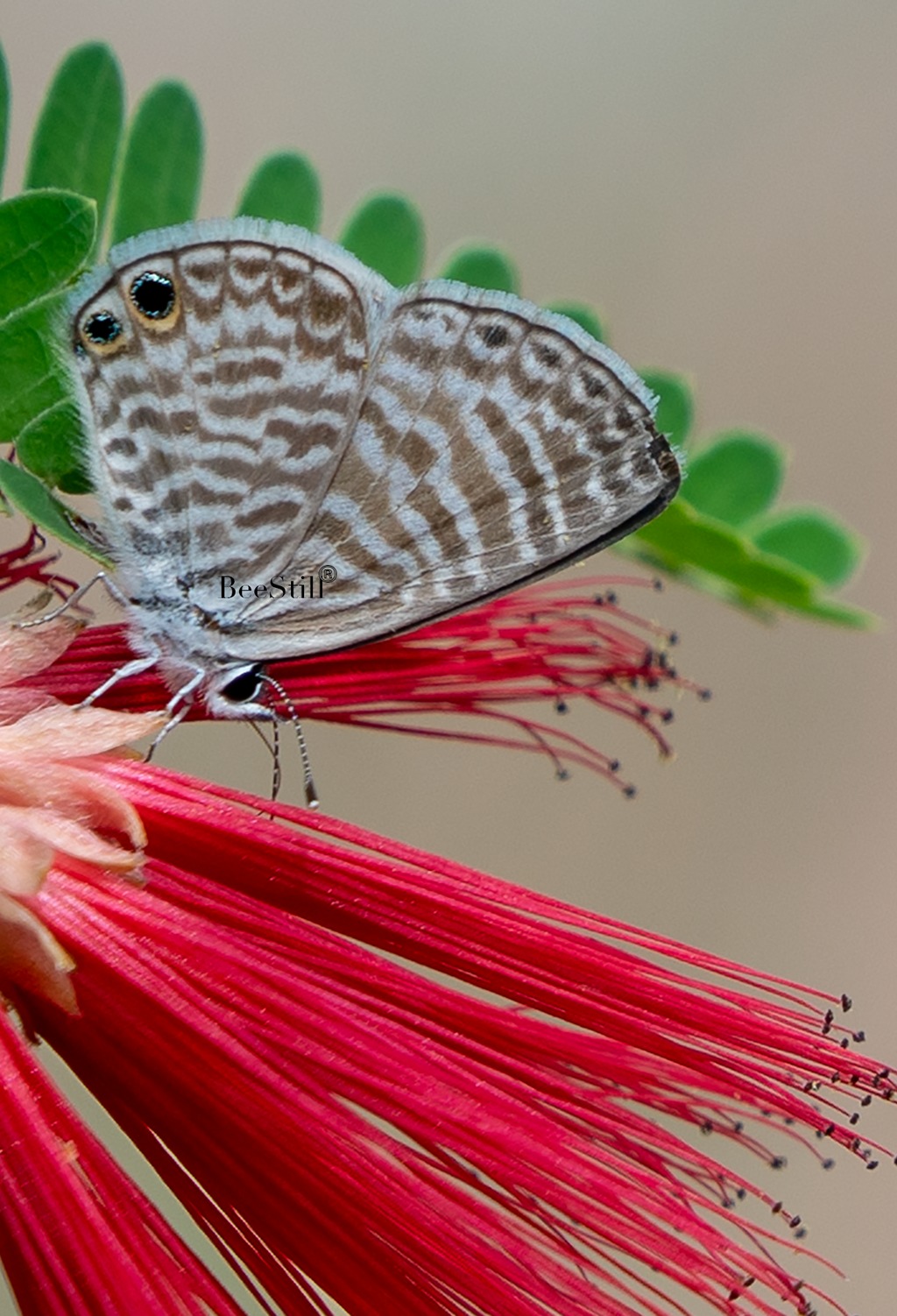 Ceraunus Blue, Fairy Duster  SP-B